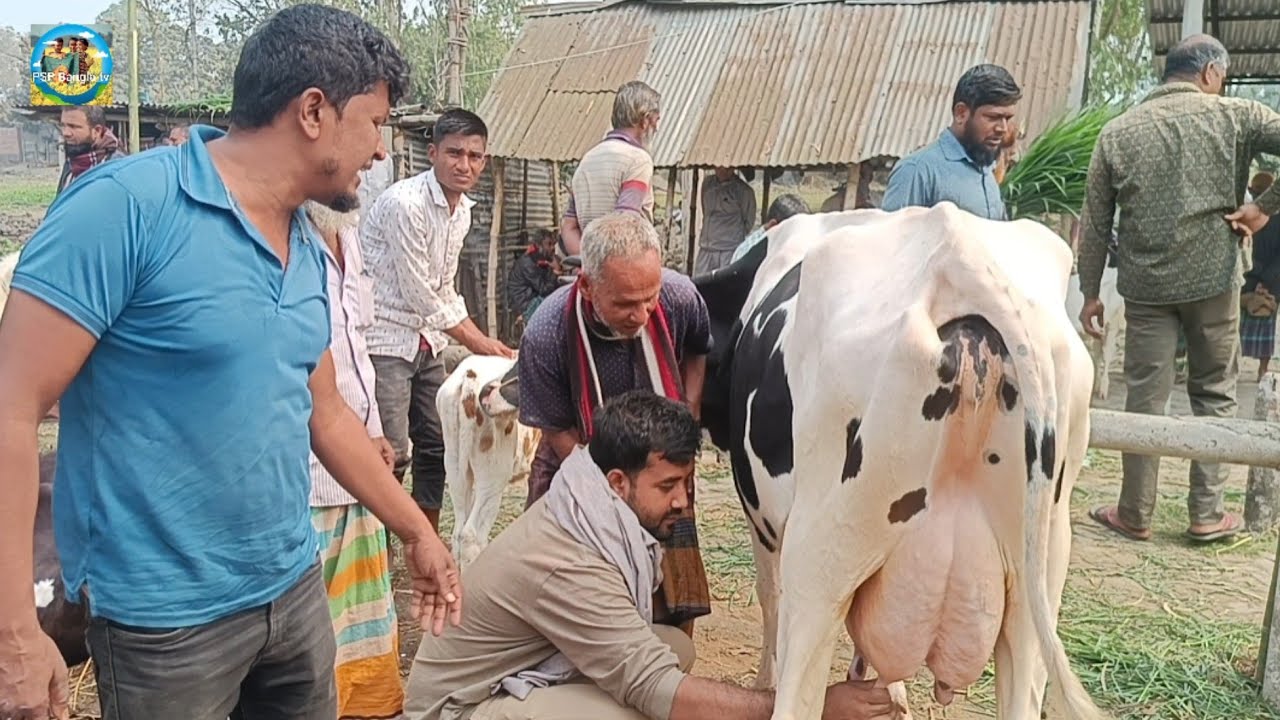 @ আজ ২১/২/২০২৫|| আমবাড়ী হাটে উন্নত জাতের দুধের গাভী বাছুর সহ দাম|| ঠাকুরগাঁও||