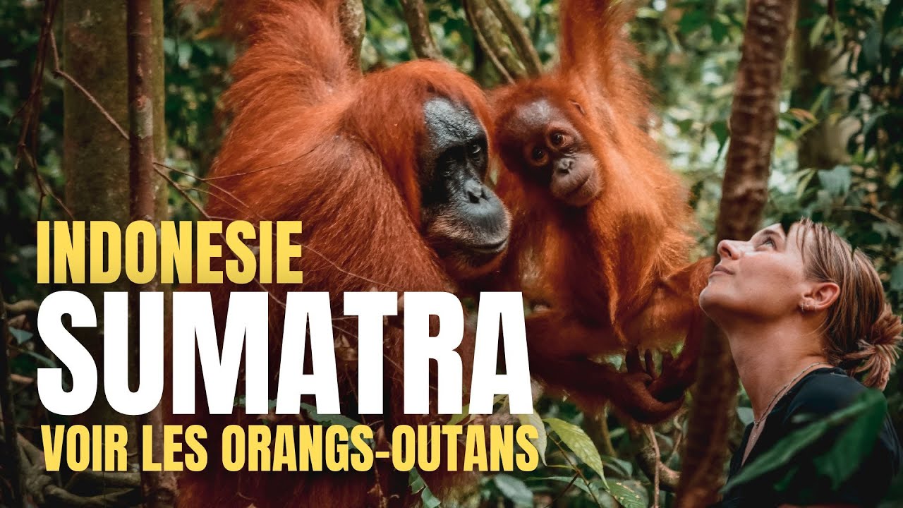 #59 SUMATRA - INDONESIE: TREK EN JUNGLE POUR VOIR LES ORANG-OUTANS !!