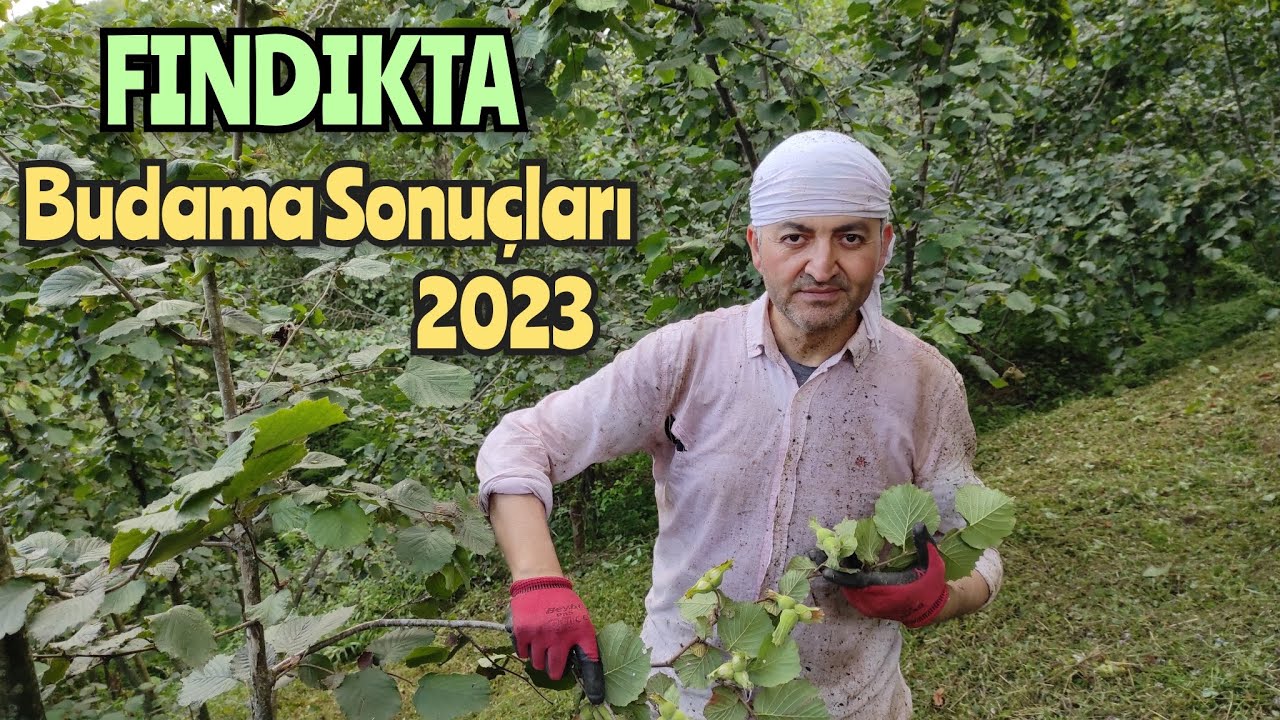 FINDIK BUDAMA Sonucu Meyve Gelişimini Takip Ediyoruz ‼️ Bölgemizde Rekolte Ne Durumda ?