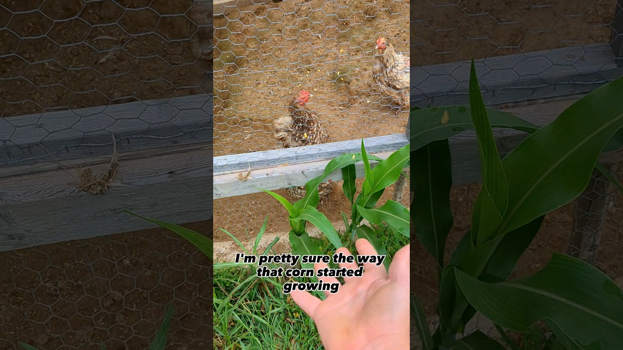 Corn Plants Growing By The Chickens!!
