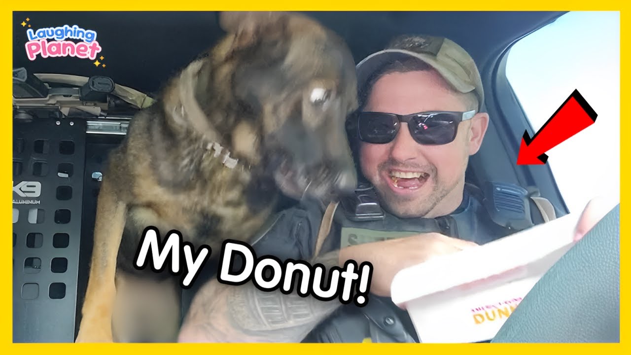 🐕👮‍♂️Когда полицейские собаки забывают, что они на службе!😄Лучшие смешные видео с собаками