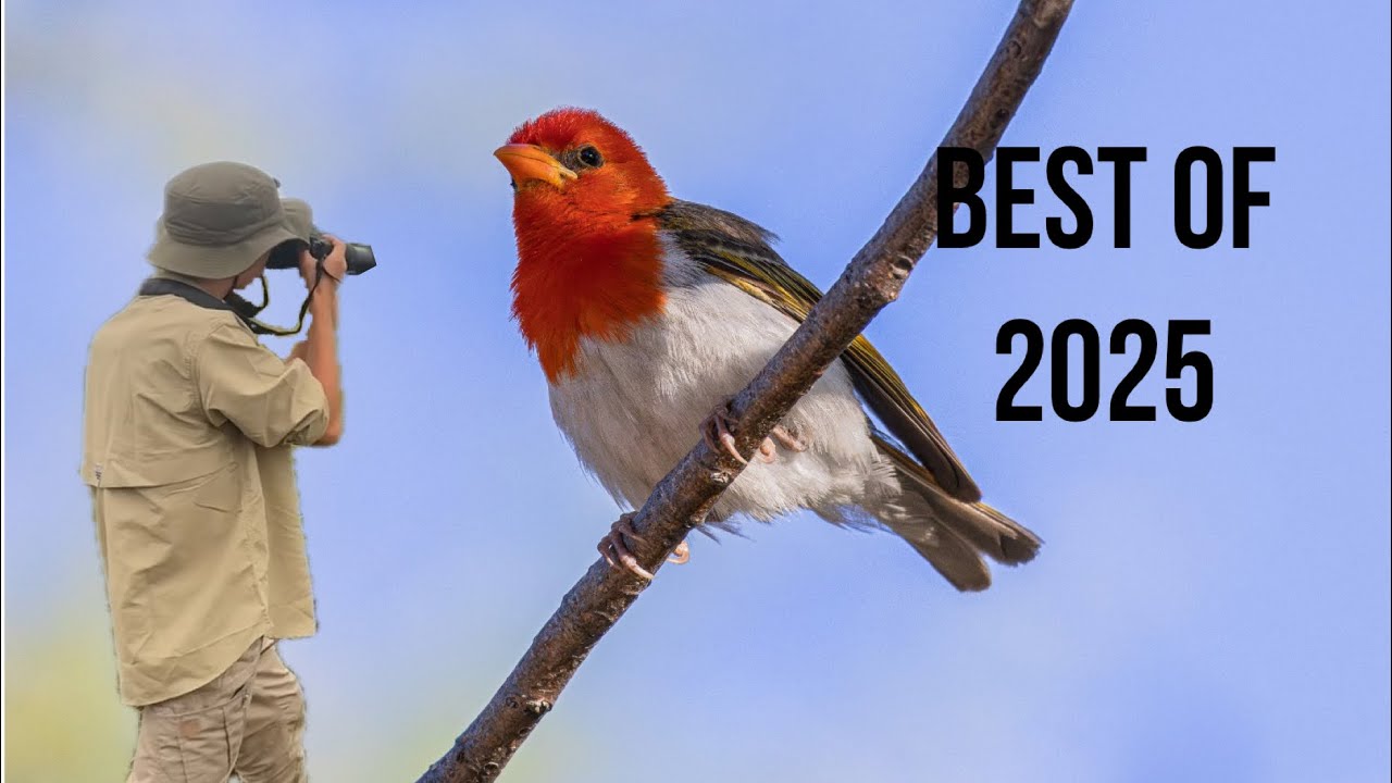 I am 15 and this is my best wildlife photos of 2025