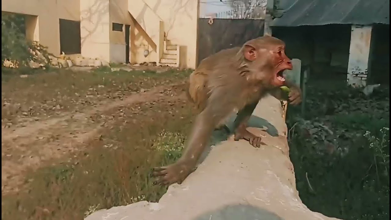 बहुत गुस्सा मा बाबा हैं #monkey #monkeyvideo #minivlog #explore 
