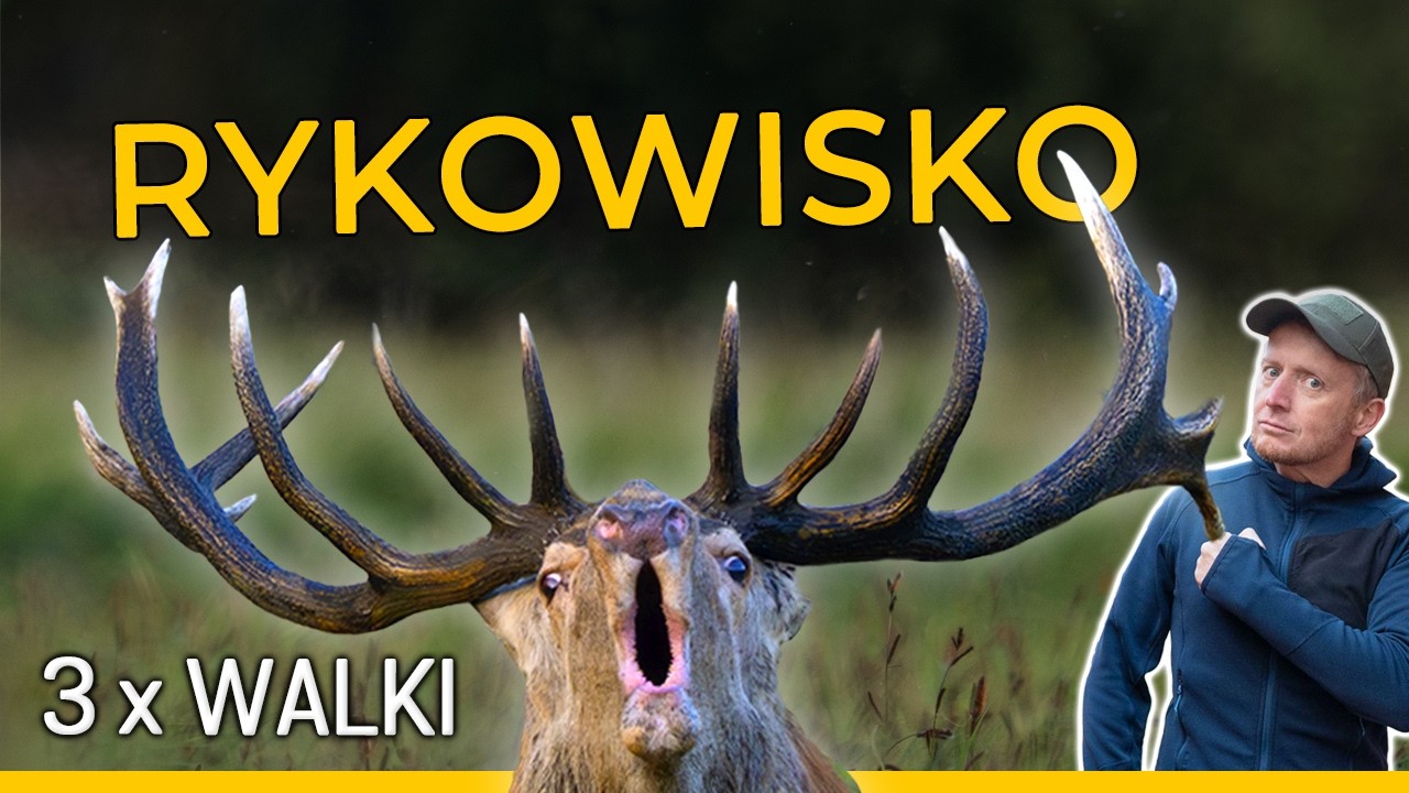 Rykowisko - Najpiękniejszy spektakl polskich lasów.