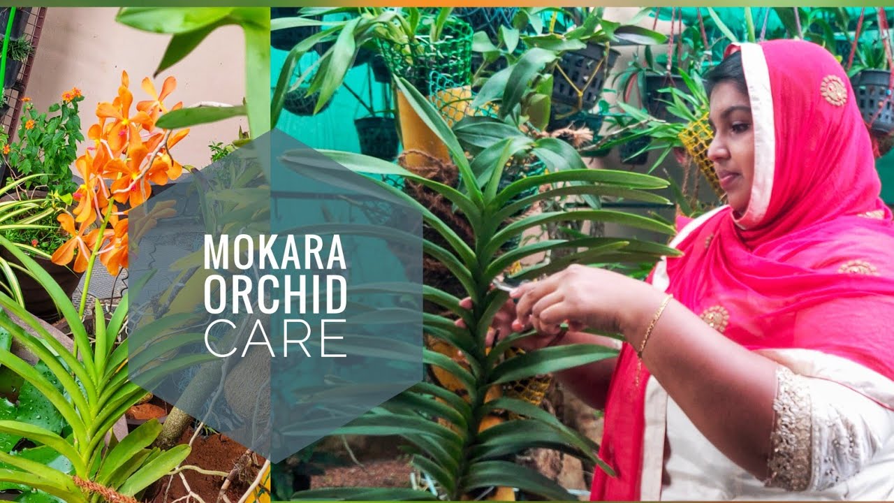 MOKARA ORCHID CARE || PROPAGATION || PLANTING || FERTILIZERS || TIPS FOR HEALTHY ORCHIDS || മൊക്കാറ