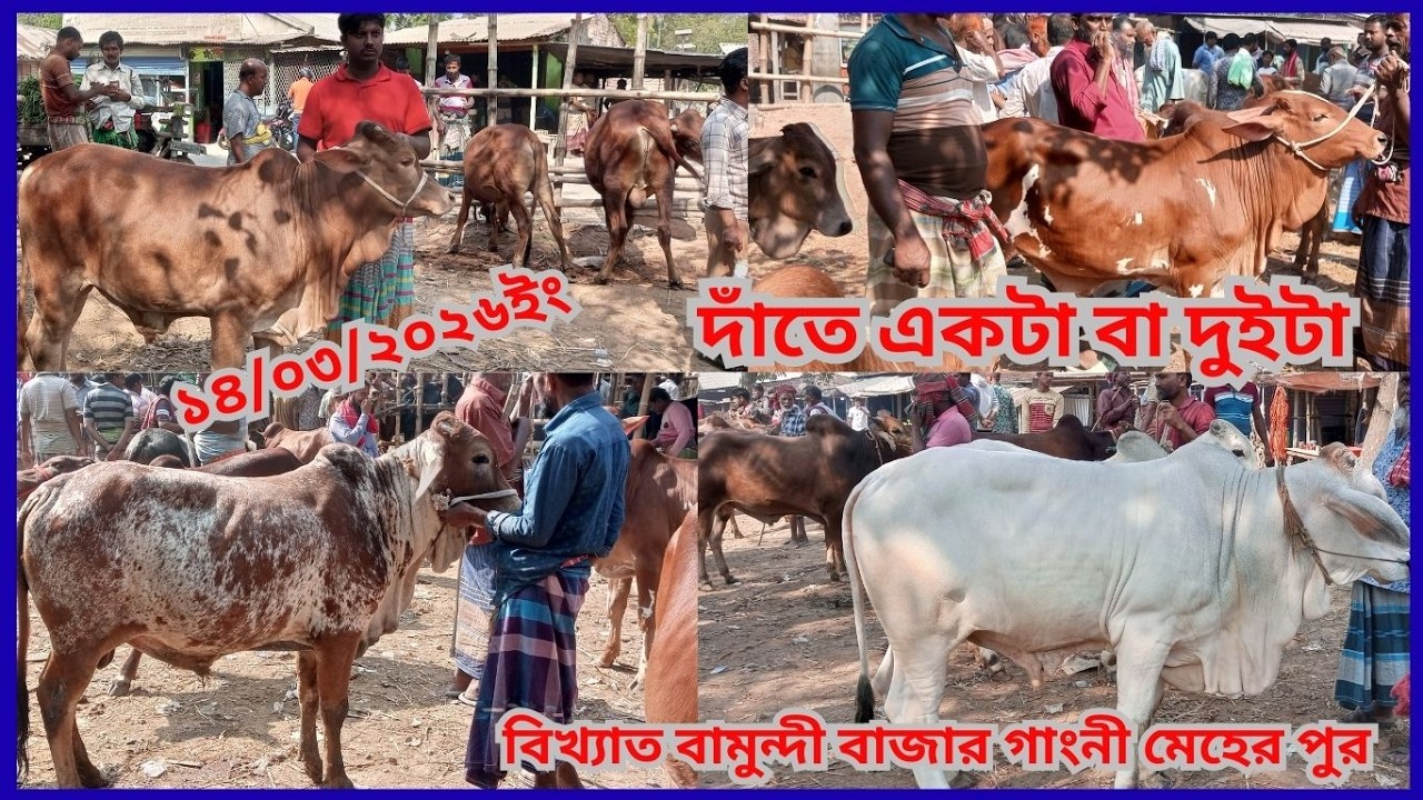 বামুন্দী পশুহাটে উপচেপড়া আমদানীকোরবানীর জন্য দাঁতে একটা বা দুইটি ছোট  ছোট ষাঁড় গরু বামুন্দী মেহেরপুর