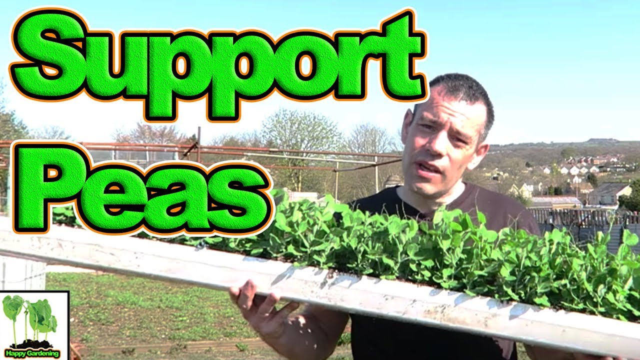 Planting Out And Supporting Peas