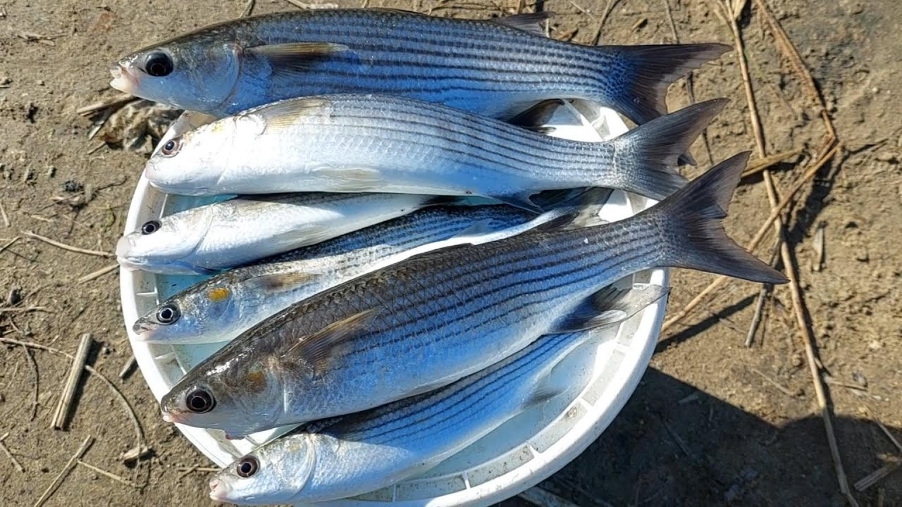 Pesca al Cefalo, Tutorial e Consigli...
