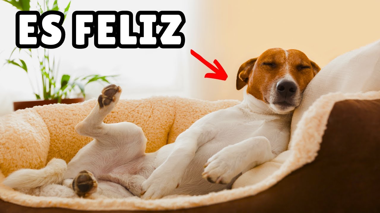 15 COSAS que hacen FELICES a los perros (según la ciencia) 🐶