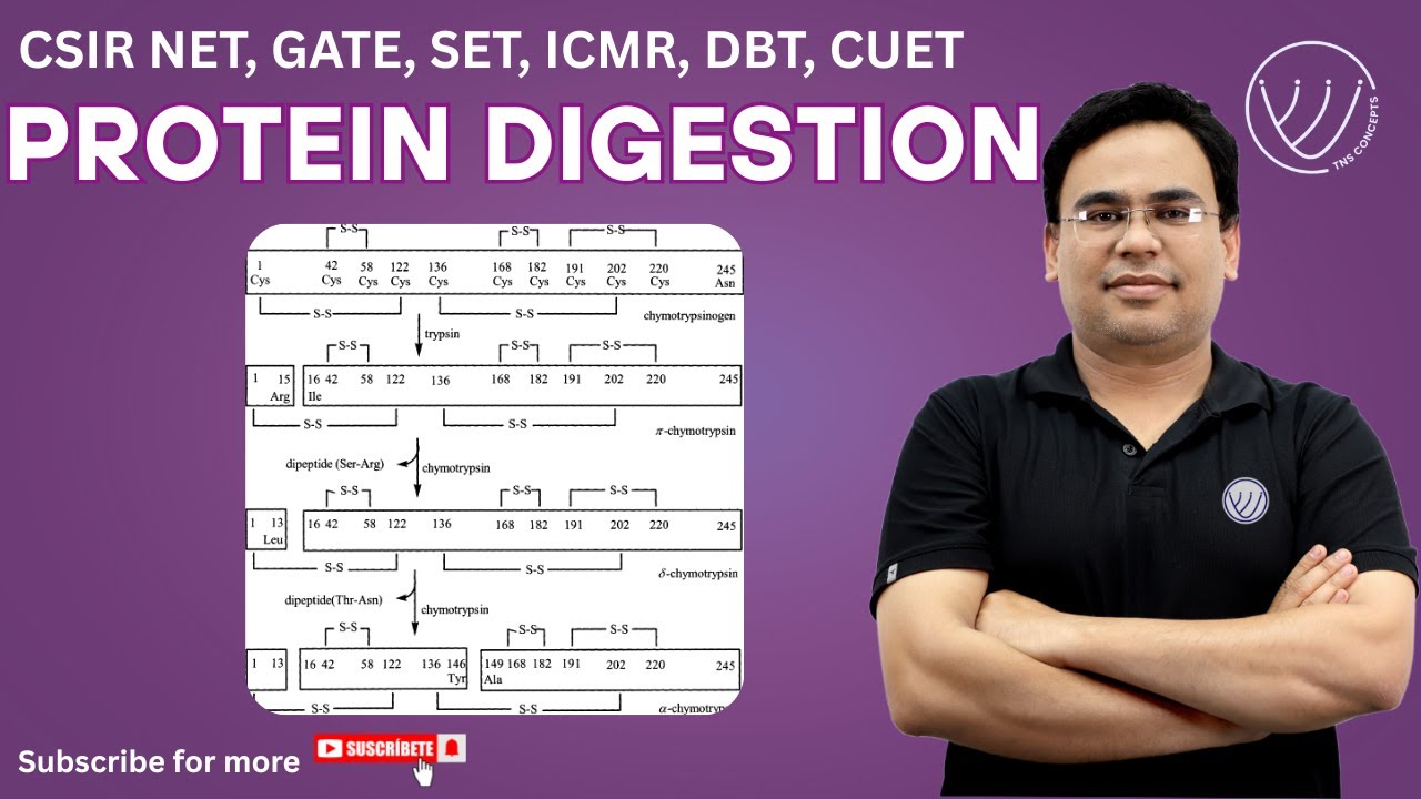 Peptide Digestion for Protein Sequencing: Trypsin, Chymotrypsin & More! | CSIR NET Life Science