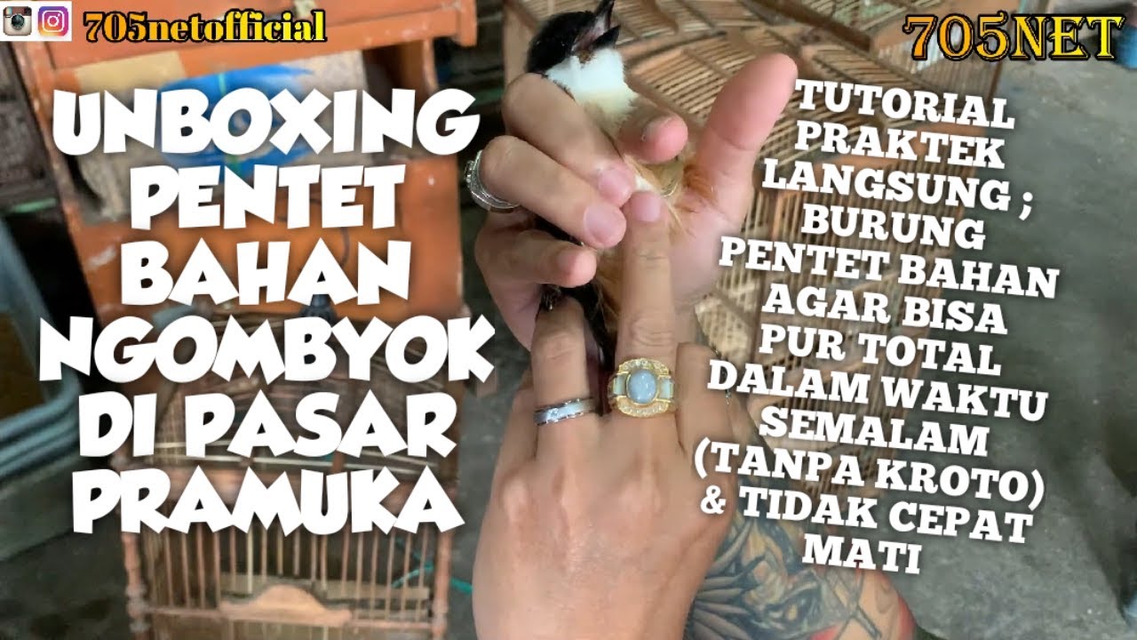 UNBOXING PENTET BAHAN PRAMUKA + CARA-CARA PROSES  NGEPURINNYA