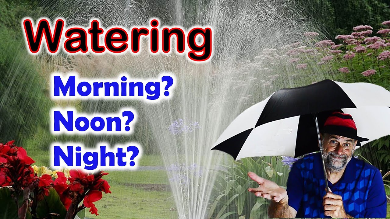 When is the Best Time to Water Your Garden?