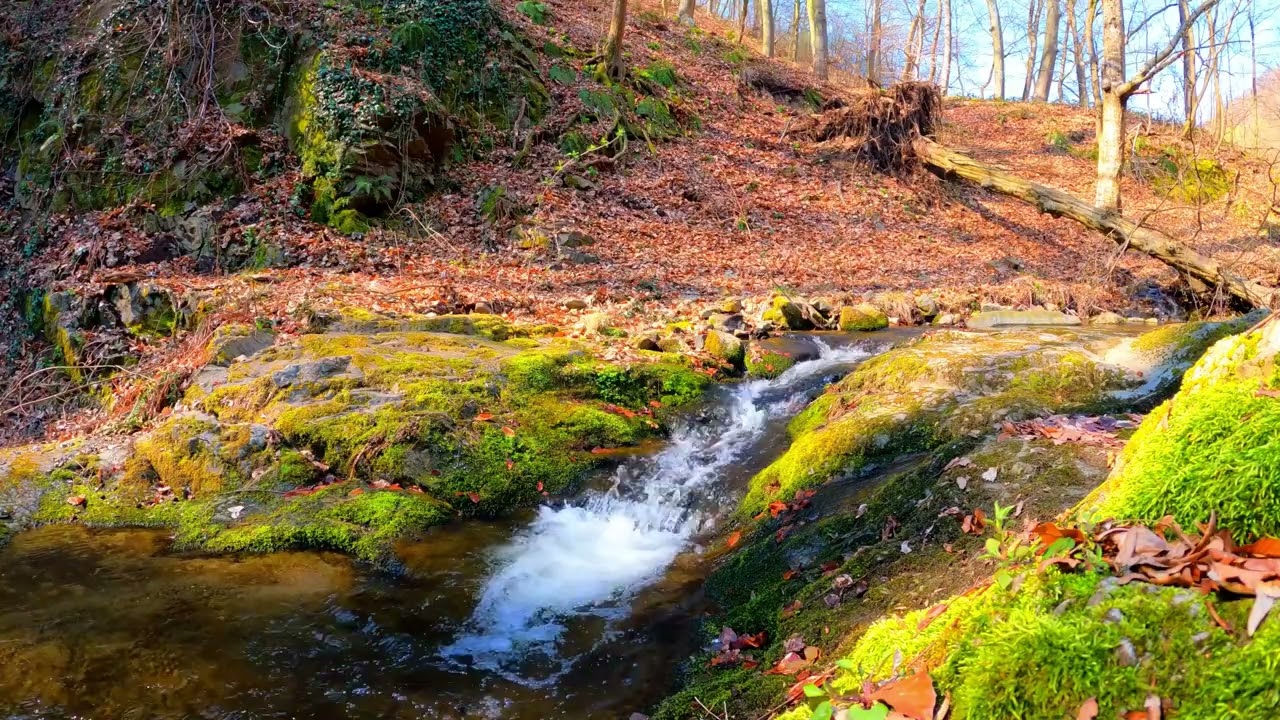 Nature sounds,river sound😴
