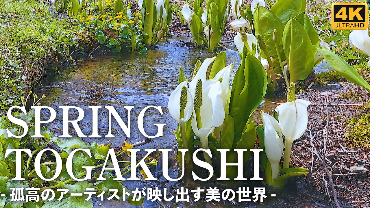 4K映像 長野【春の戸隠】孤高のアーティストが映し出す美の世界 / Japan Nagano Togakushi Asian skunk flower / 4K HDR Walk 旅行 観光