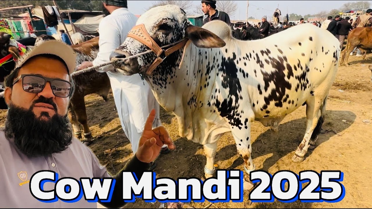 Cow Mandi 2025 | sahiwal cholistani bachre | desi bachre | Lahore cow Mandi shapur kanjra