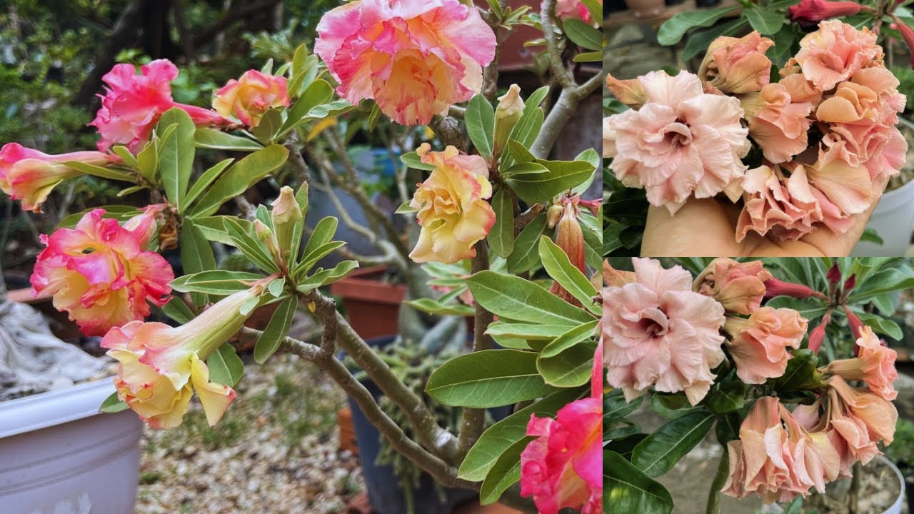 #rosasdodeserto : voltinha no jardim mostrando novas sementeiras 😱#plantas #flores #jardim #terapia