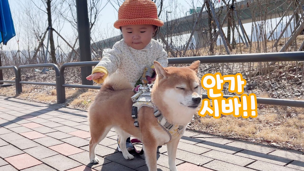 말 더럽게 안듣는 시바견을 산책시키는 아기 ㅋㅋㅋ