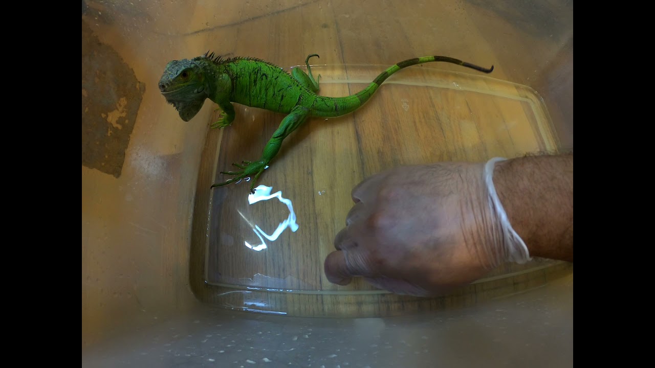 Reptile Rescue-Green Iguana