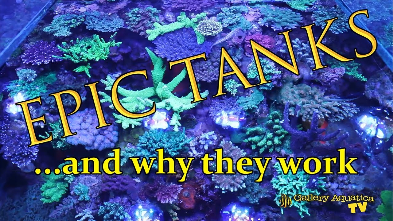 [EPIC] tanks and why they work: Episode #5 --- Gallery Aquatica TV