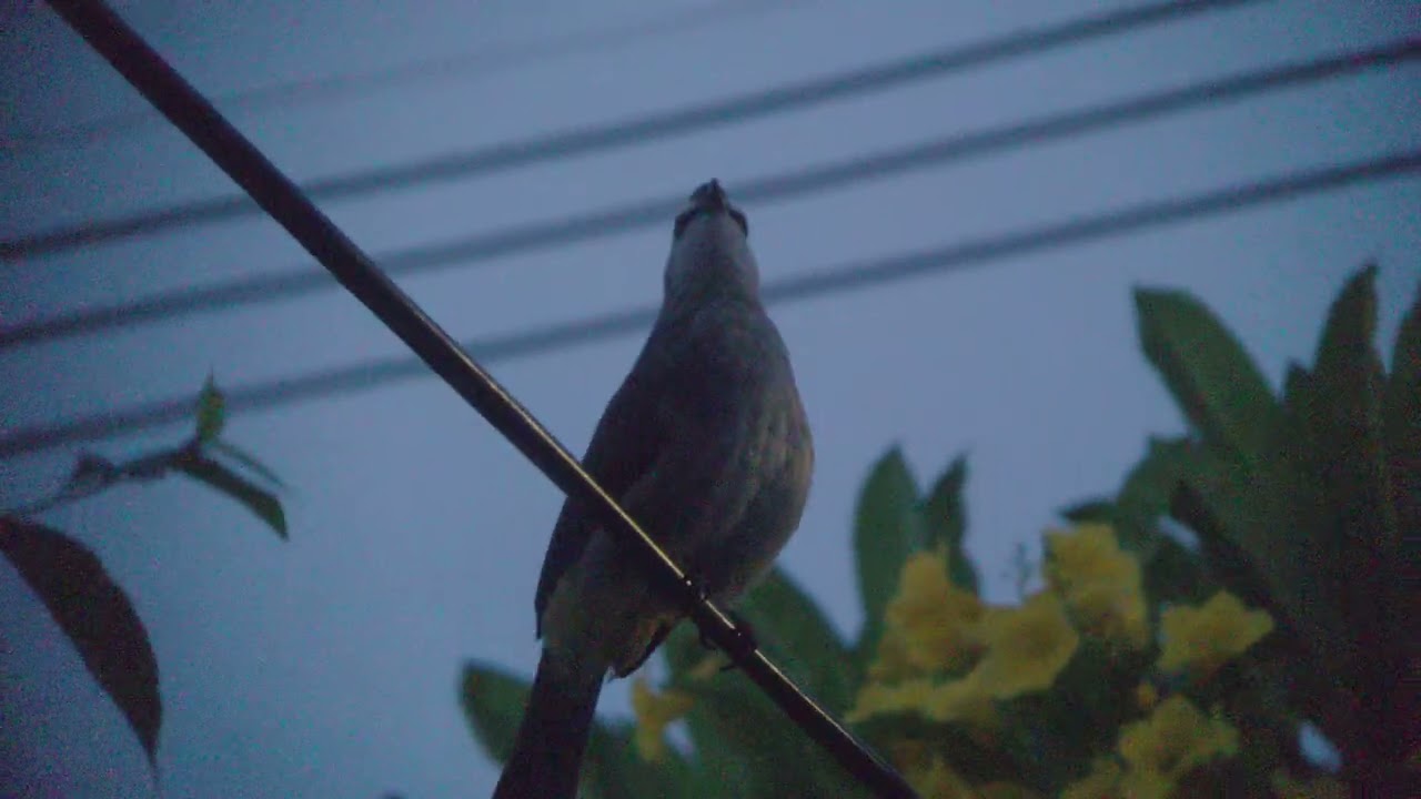 Yellow-vented bulbul say good morning ☀️