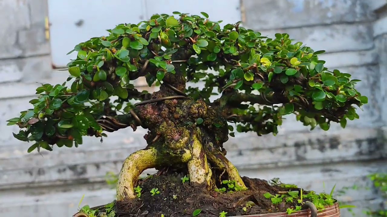 Chiều ngày 16/3 gl cùng ae một số cây sống khỏe bao síp tận nhà sđt Zalo 0878398960