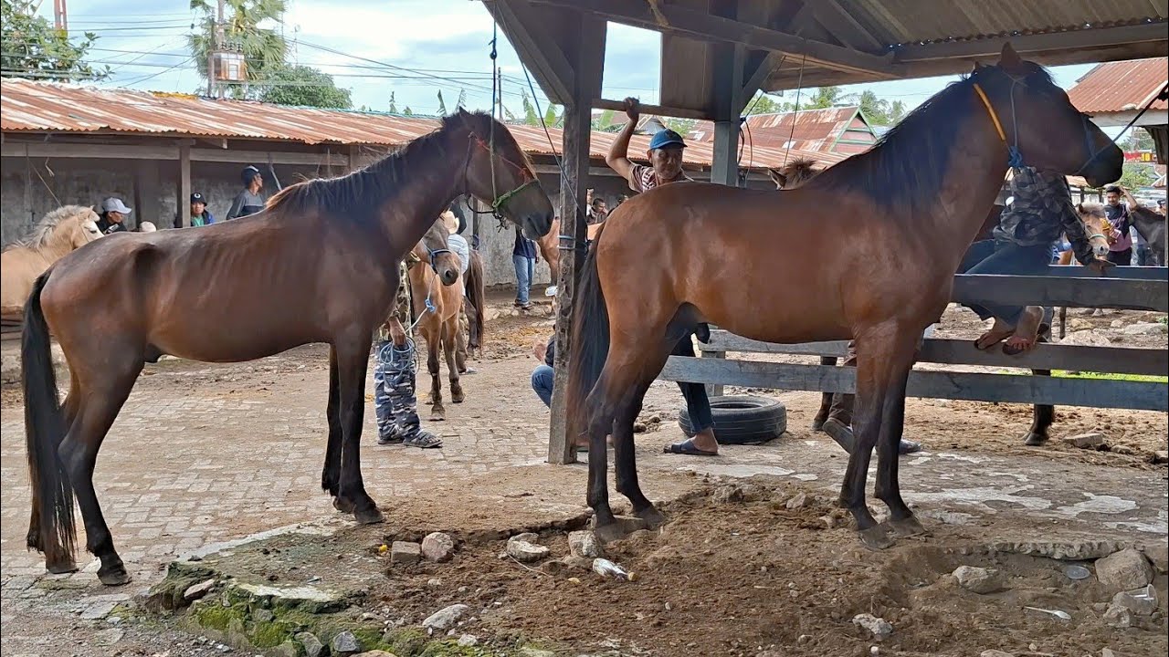 HORSE BUSINESS | COLLECTION OF TOP-QUALITY HORSES ONLY