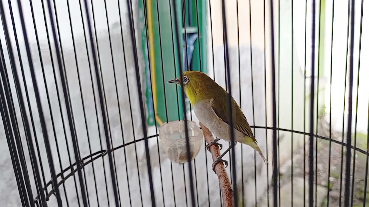 TERAPI PLECI RAJIN NGERIWIK KASAR 