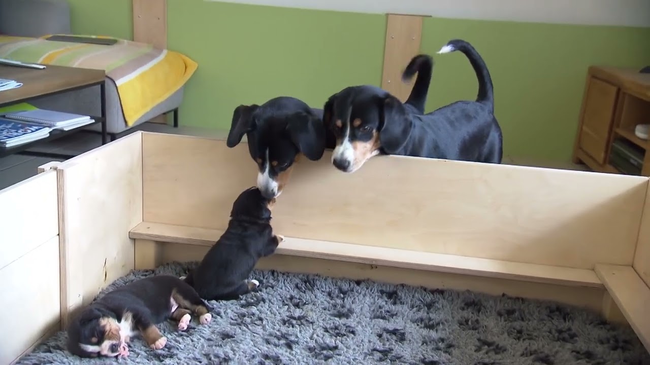 3. Woche - B Wurf - Entlebucher Sennenhunde von der Wideregg