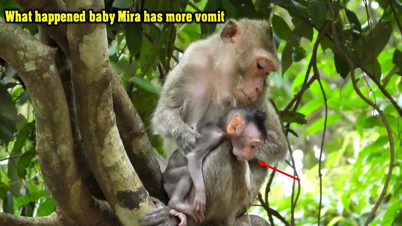 [ What happened poor baby Mira ] What's wrong with Poor baby monkey Mira had vomit