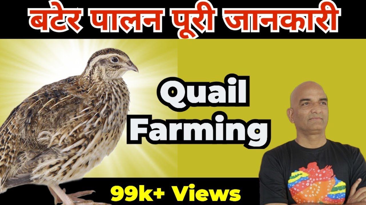 Quail Farming complete information/बटेर पालन की संपूर्ण जानकारी/बटेर पालन पंतनगर विश्वविद्यालय में
