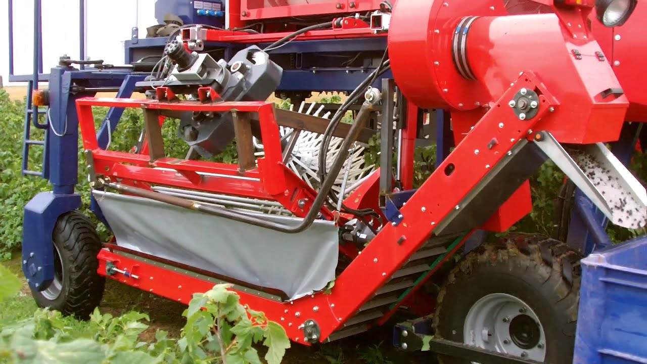Blackcurrants harvester/ OSKAR 4WD  Porzeczka Czarna