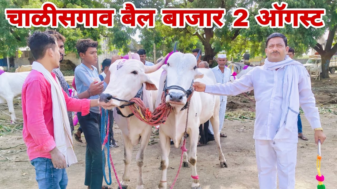 चाळीसगाव बैल बाजार 2 ऑगस्ट 2025 | chalisgaon bail bazar | bail bazar 