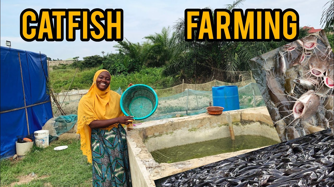 HE LEFT NIGERIA TO ESTABLISH A FISH  FARM IN GHANA 🇬🇭! MAKING MILLIONS FARMING IN AFRICA