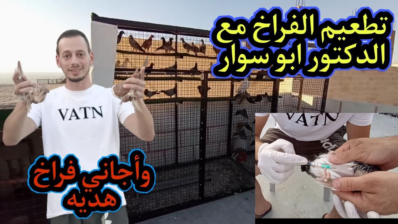 تطعيم فراخ الحمام زياتي اليوم واجاني فراخ هديه على السطح