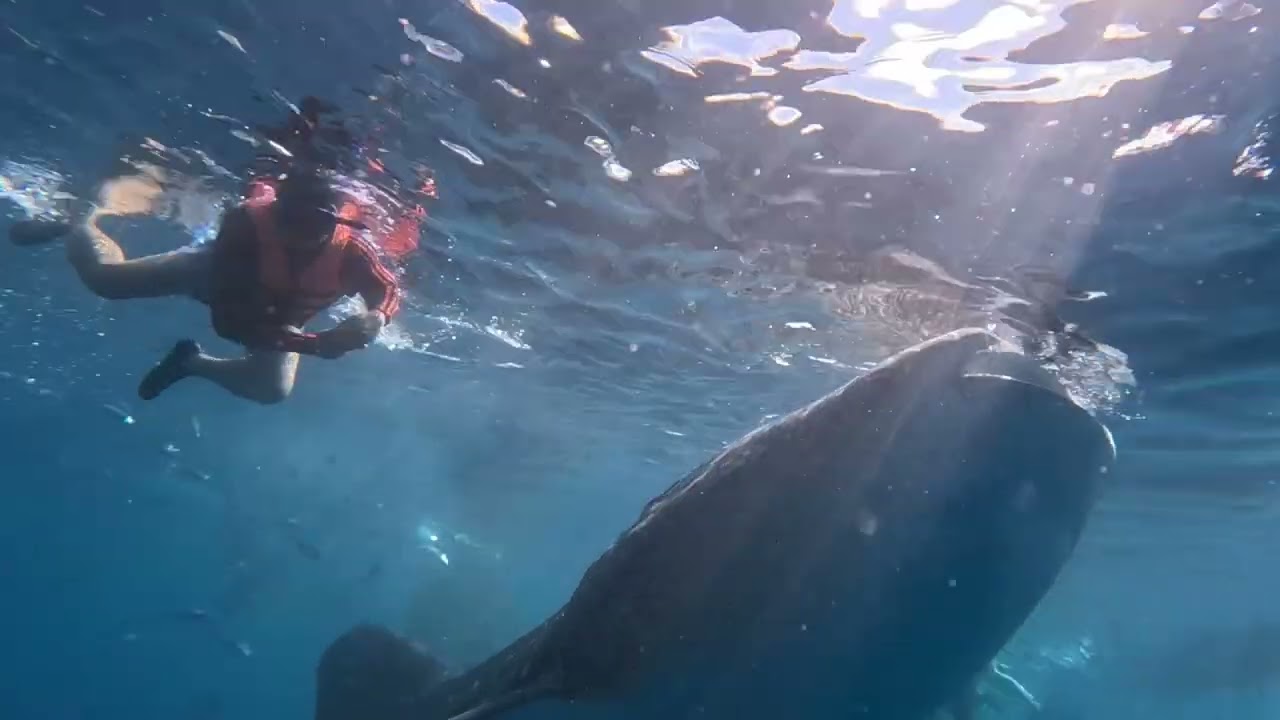 Whale shark