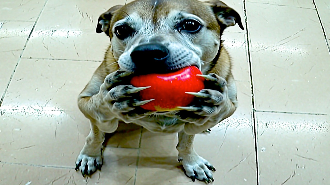 Laughing At Horrifying AI Videos