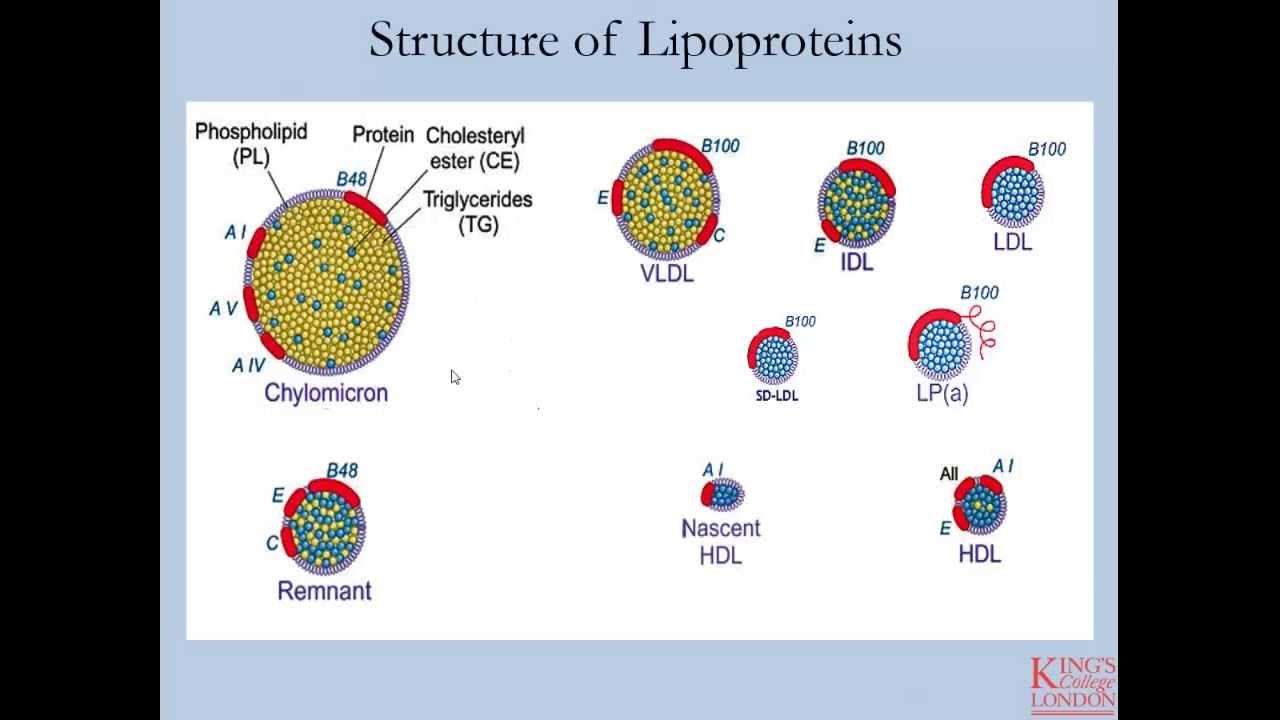 Lipids and Lipoproteins - Part 1