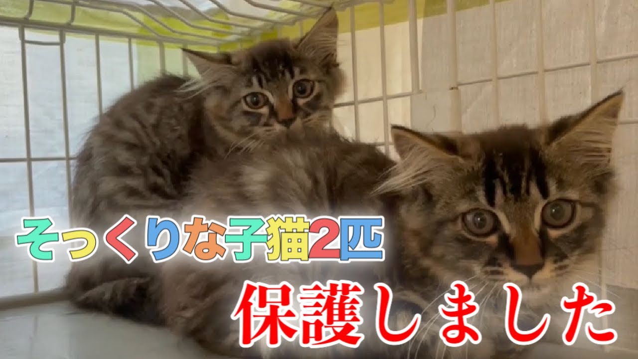 生後約3ヶ月の子猫二匹とママ猫さんの捕獲＆保護【We rescued kittens】