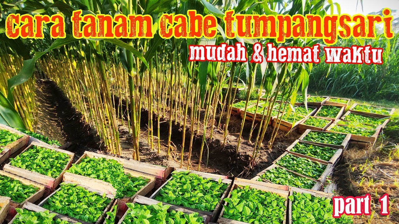 CARA MENANAM CABE TUMPANGSARI DENGAN JAGUNG!! MUDAH, HEMAT WAKTU (PART 1)