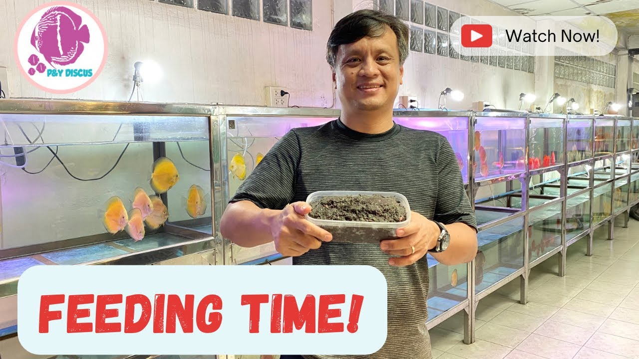 DISCUS Feeding Time / นำเข้าคุณภาพสุดสวยถึง 38 ตู้! @PandYDiscusFarm (ปลาปอมปาดัวร์)