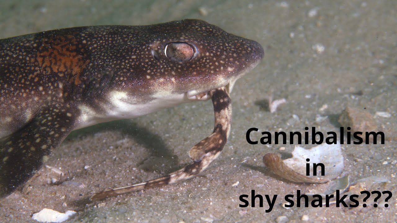 Cannibalism in puffadder shysharks?