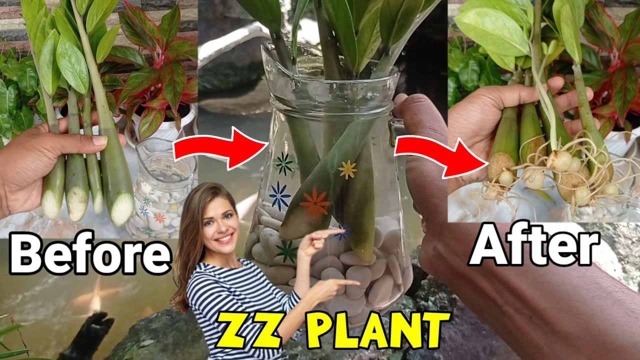 Zz Plant & Water Propagation of Cuttings | Zamioculcas Zamiifolia