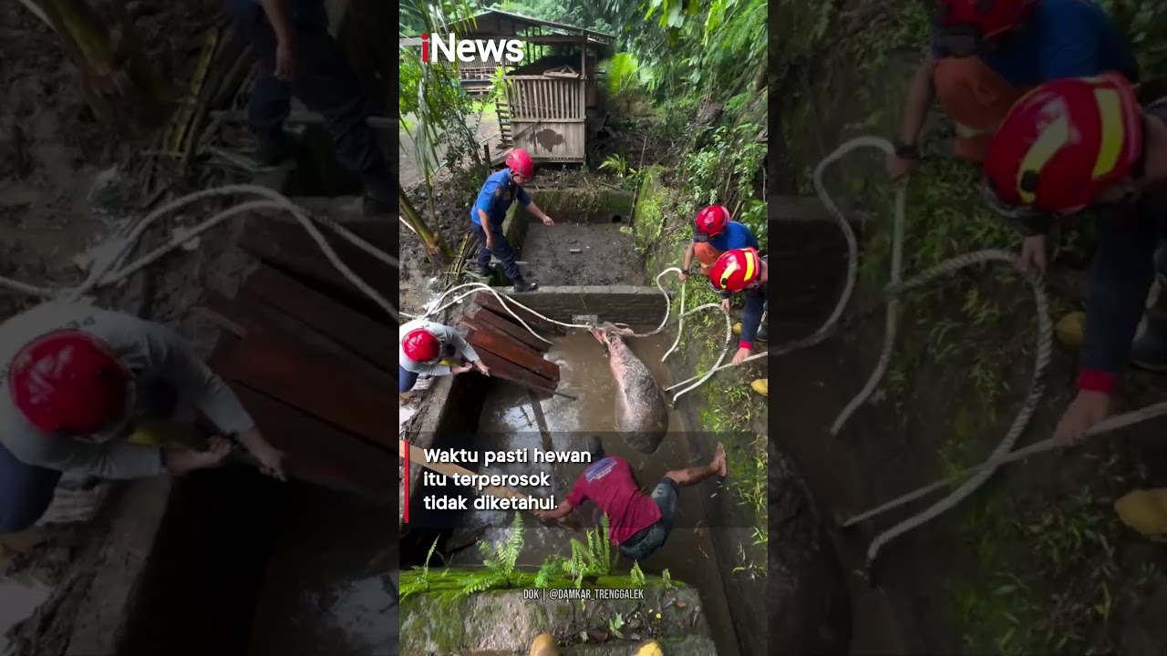 Momen Petugas Damkar Selamatkan Kerbau Bule Setengah Ton Tercebur Septic Tank #shorts