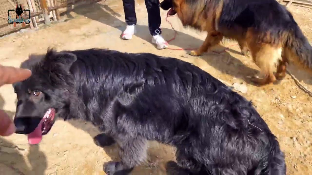 Surprise Visit To 11 Import Long Hair German Shepherd Engineer Kennel 😳😳😳