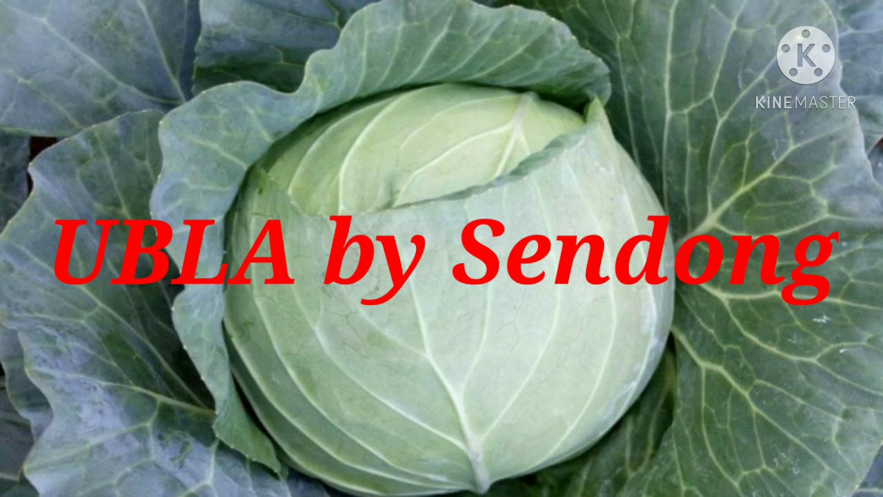 UBLA by Sendong