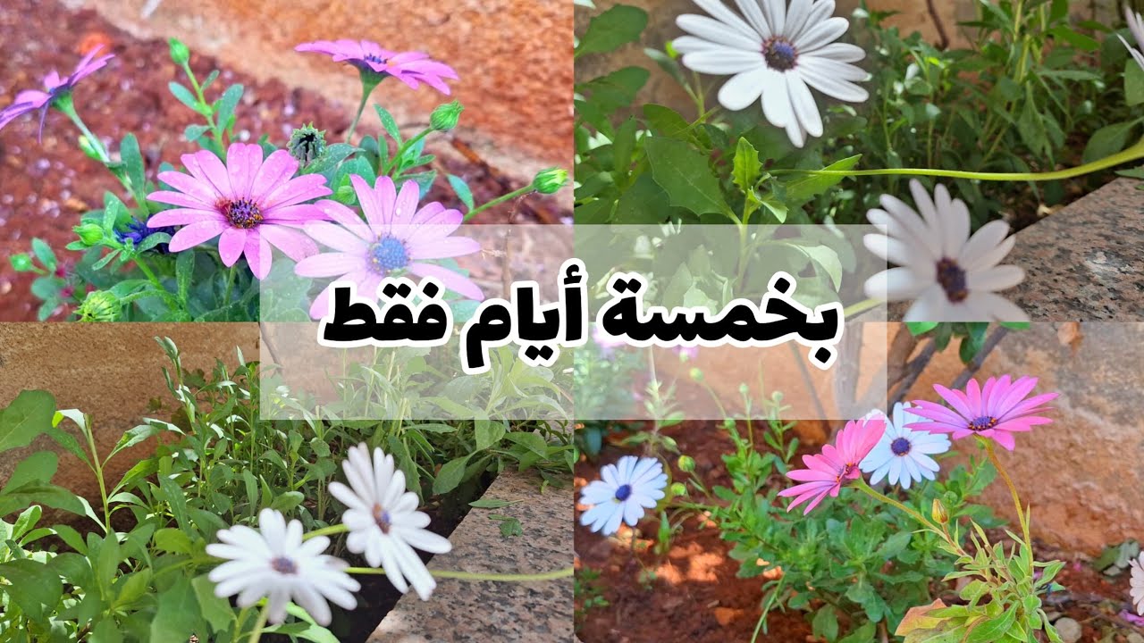 ازرع ألاف الشتلات من نبات اللؤلؤة الإفريقية المعمرة بطريقة سهلة جدا