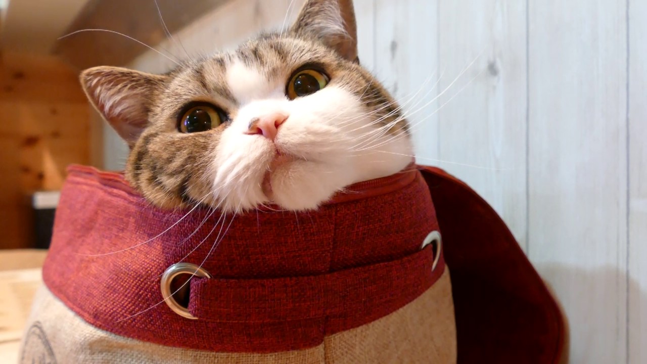 いろいろ入るねこ。-Maru gets into various things.-