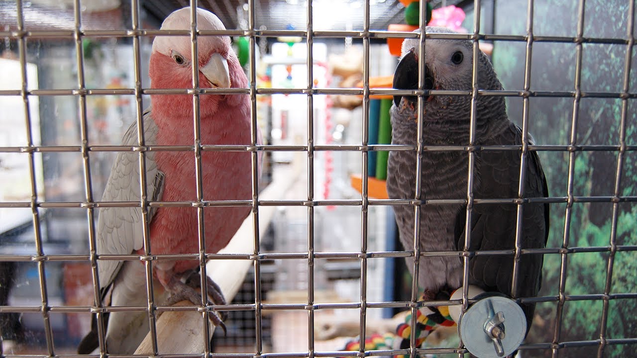 How To Get Your Bird Back In Its Cage | Intention Setting & Targeting