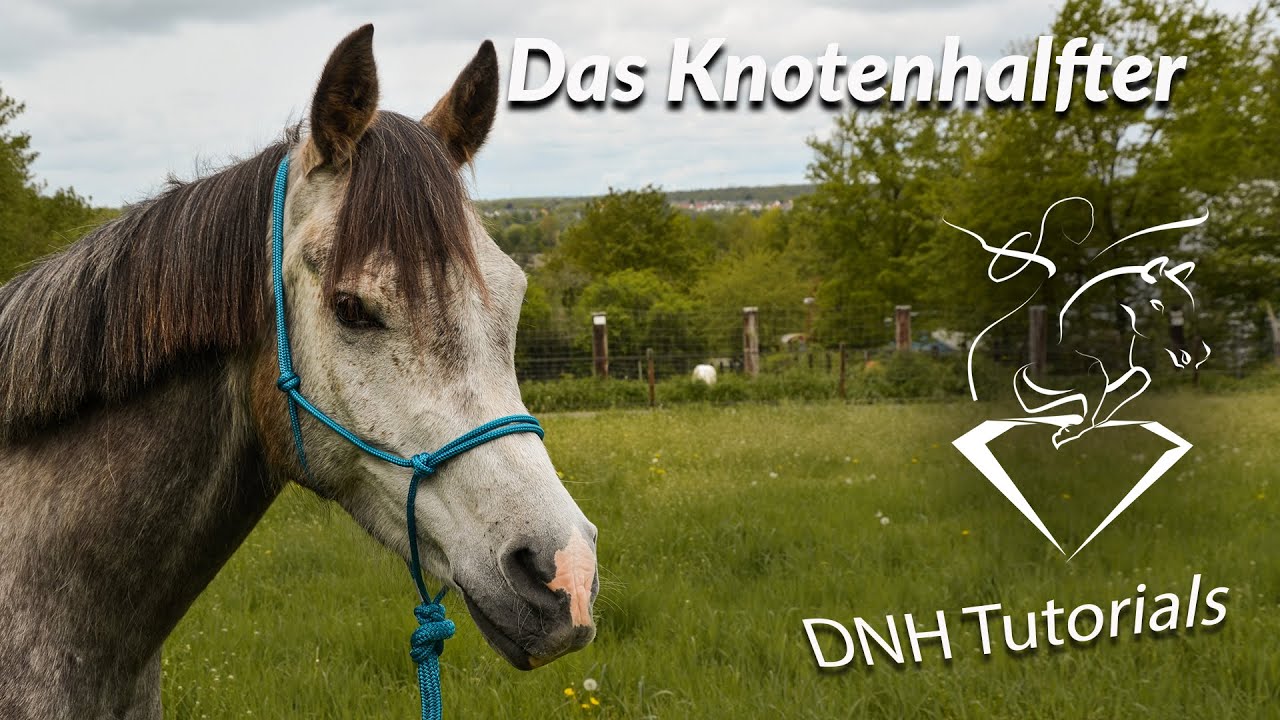 Ausrüstung im Natural Horsemanship: Das Knotenhalfter und Bodenarbeitsseil