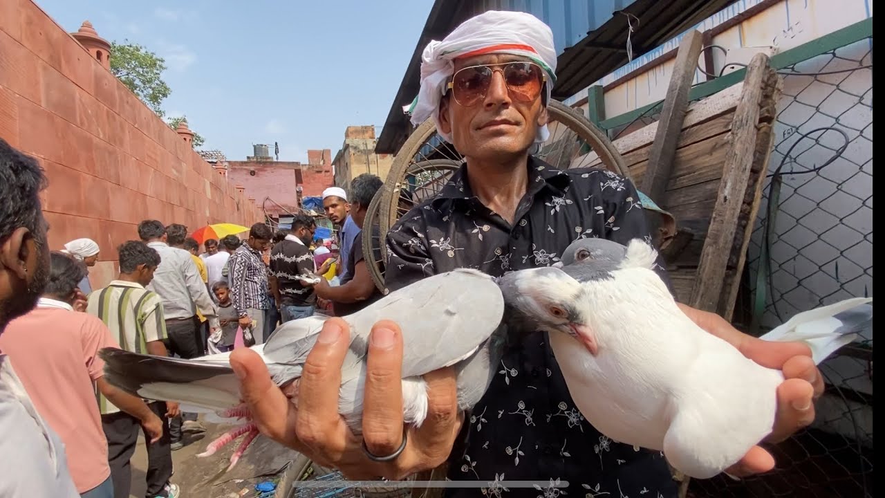 Delhi Jama Masjid bird market 15-Sep-24 Latest Update ￼